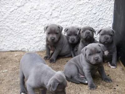 Amstaff štěňátka