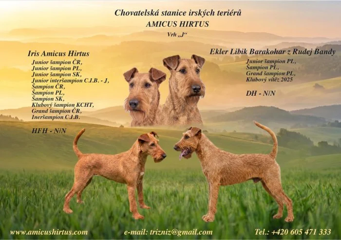 Irský teriér