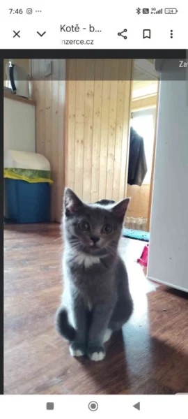 Krásná kočička Julinka