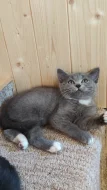 Krásná kočička Blue bicolor Julinka
