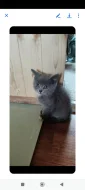 Krásná kočička Blue bicolor Julinka