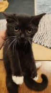 Krásná kočička Marcelka britská 4 měsíce