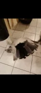 Krásná černobila (bicolor) kočička Marcelka britská 4 měsíce