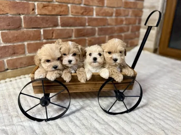 Maltipoo pejsek