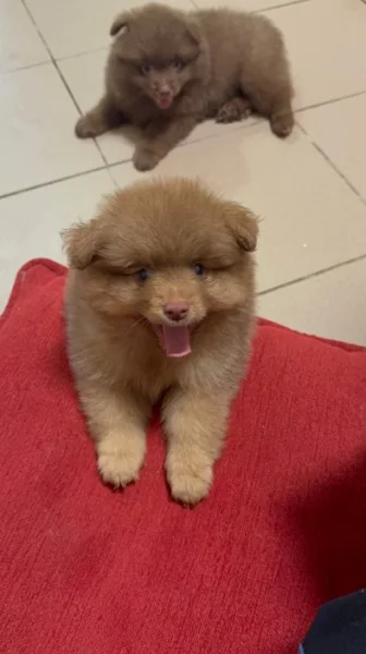 Pomerian /spic