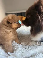 Pomerian /spic