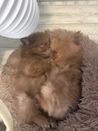 Pomerian /spic