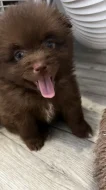 Pomerian /spic