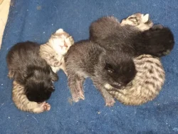 Koťátka na adopční smlouvu