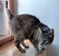 Kocourek Merlin hledá nový domov