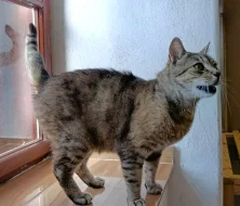 Kocourek Merlin hledá nový domov