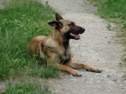 Štěňata
