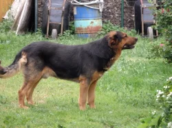 Štěňata