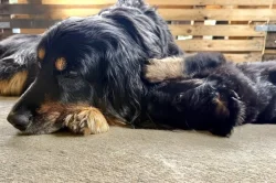 Darth Gamma Leonis - hovawart černoznakatý pes