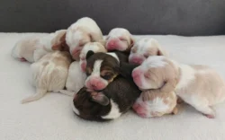 Bígl beagle štěňátka