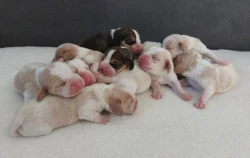 Bígl beagle štěňátka