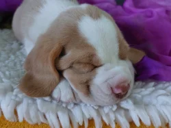 Bígl beagle štěňátka