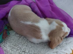 Bígl beagle štěňátka