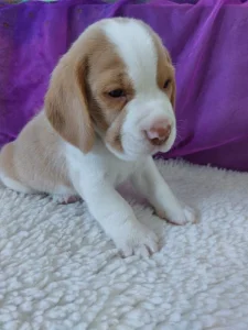Bígl beagle štěňátka