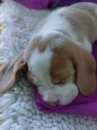 Bígl beagle štěňátka