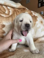 ŽLUTÁ ŠTĚŇATA LABRADORSKÉHO RETRÍVRA S PP