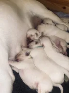 ŽLUTÁ ŠTĚŇATA LABRADORSKÉHO RETRÍVRA S PP