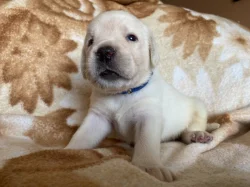 ŽLUTÁ ŠTĚŇATA LABRADORSKÉHO RETRÍVRA S PP