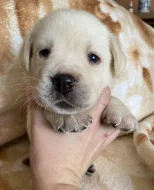 ŽLUTÁ ŠTĚŇATA LABRADORSKÉHO RETRÍVRA S PP