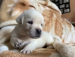 ŽLUTÁ ŠTĚŇATA LABRADORSKÉHO RETRÍVRA S PP