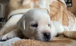 ŽLUTÁ ŠTĚŇATA LABRADORSKÉHO RETRÍVRA S PP