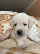 ŽLUTÁ ŠTĚŇATA LABRADORSKÉHO RETRÍVRA S PP