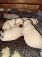 ŽLUTÁ ŠTĚŇATA LABRADORSKÉHO RETRÍVRA S PP