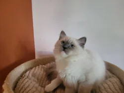 Ragdoll s PP