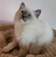 Ragdoll s PP