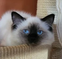 Ragdoll s PP