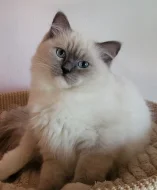 Ragdoll s PP