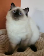Ragdoll s PP