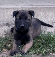 Prodám štěňata belgického ovčáka malinois s PP
