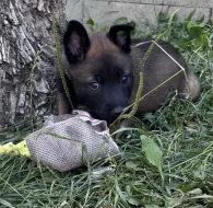 Prodám štěňata belgického ovčáka malinois s PP