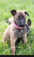 Prodám štěňata belgického ovčáka malinois s PP
