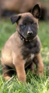 Prodám štěňata belgického ovčáka malinois s PP