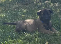 Prodám štěňata belgického ovčáka malinois s PP