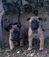Prodám štěňata belgického ovčáka malinois s PP