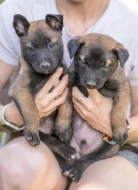 Prodám štěňata belgického ovčáka malinois s PP