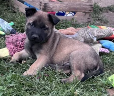 Prodám štěňata belgického ovčáka malinois s PP