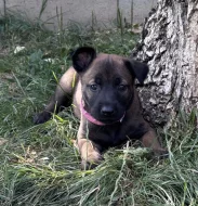 Prodám štěňata belgického ovčáka malinois s PP