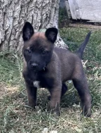 Prodám štěňata belgického ovčáka malinois s PP