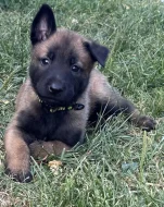 Prodám štěňata belgického ovčáka malinois s PP