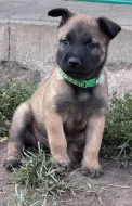 Prodám štěňata belgického ovčáka malinois s PP