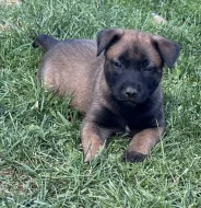 Prodám štěňata belgického ovčáka malinois s PP